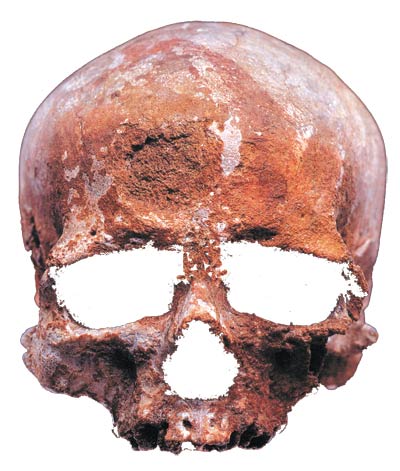 Un crâne caractéristique de Cro-magnon