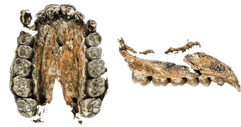 Fossile AL 222-1, homo sapiens