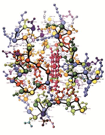 La structure complexe 3D de la protéine cytochrome-C