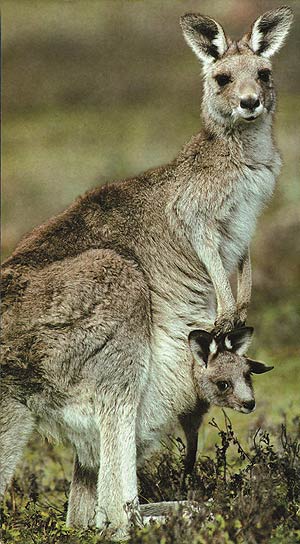 les kangourous