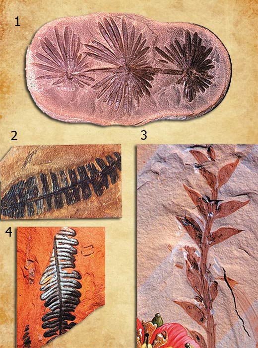bitki fosilleri