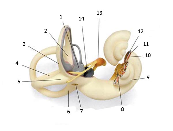 La structure complexe de l'oreille interne