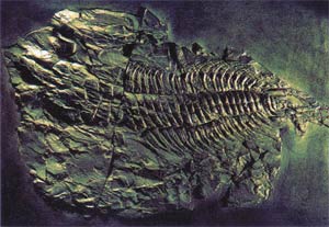 Un fossile du cambrien