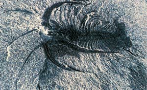 Un des fossiles de créatures intéressantes découvertes dans le dépôt fossile des Schistes de Burgess