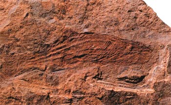 Fossile de poisson d'Ecosse appelé Birkenia