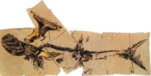 Fossile de requin du genre Stethacanthus, 330 millions d'années environ