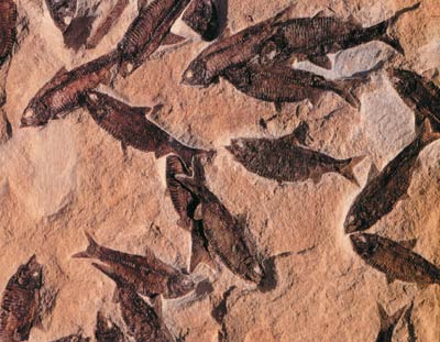 Un groupe de fossiles de poissons du mésozoïque