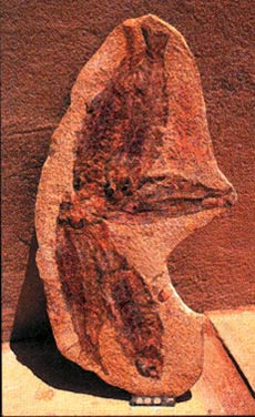 Fossile de poisson datant de 110 millions d'années du lit fossile de Santana au Brésil