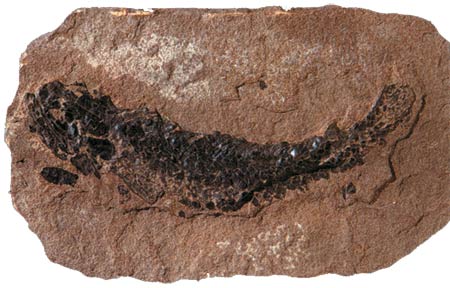 Fossile de poisson datant approximativement