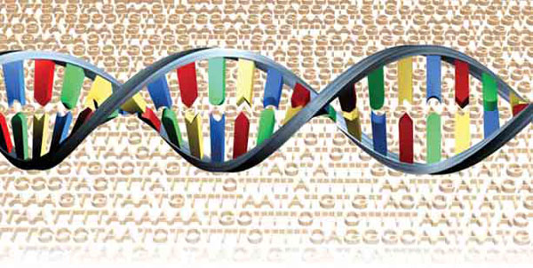 Codes d'ADN du gène de la beta-globine