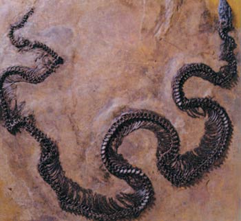fossile de python