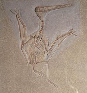 Fossile d'un reptile volant de l'espèce Pterodactylus kochi.