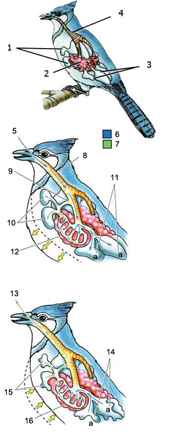 kuşların akciğer sistemi