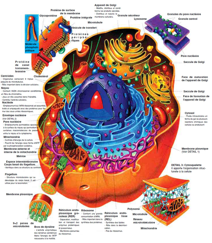 La structure et les systèmes complexes de la cellule