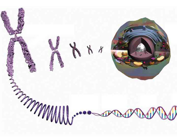structures de l'ADN