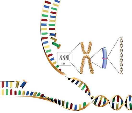 DNA, adn