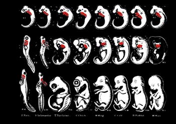 Haeckel'in embriyo çizimleri, evrimcilerin sahtekarlıkları