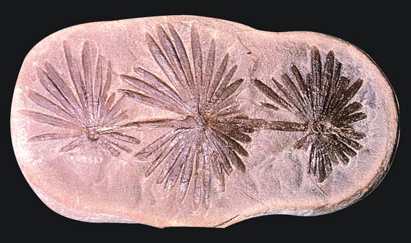 karbonifer dönemi bitki fosili