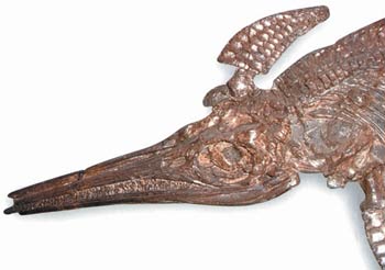 Ichthyosaur skull