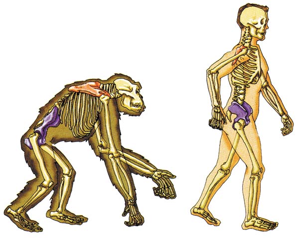 Появление прямохождения способствовало появлению. Скелет человека и обезьяны. Скелет человека и примата. Скелет шимпанзе и человека. Прямохождение скелет.