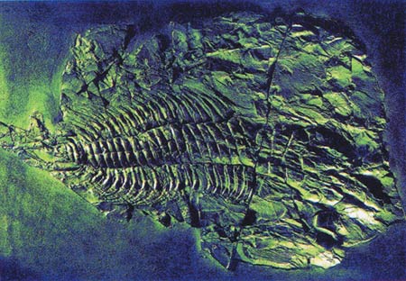 A Cambrian Period fossil