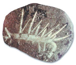 kambriyen fosili