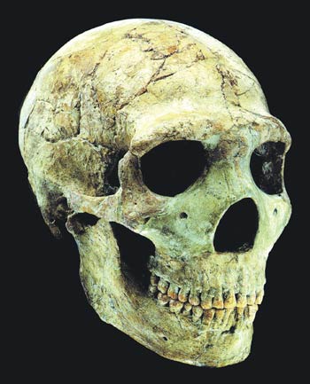 neandertal amud