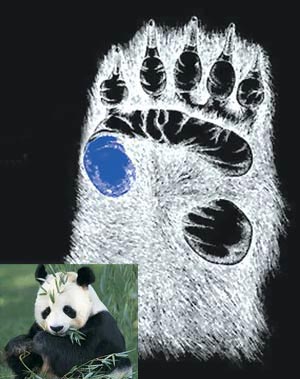 Panda’s Thumb Error