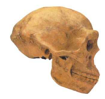 Peking Man fossil