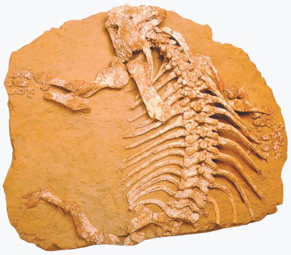 Seymouria fossil