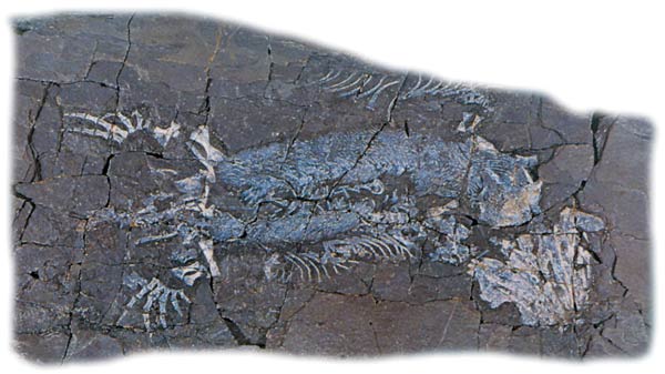tetrapod fossil