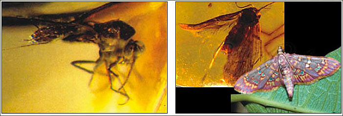 brûlot_mite