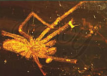 araignée