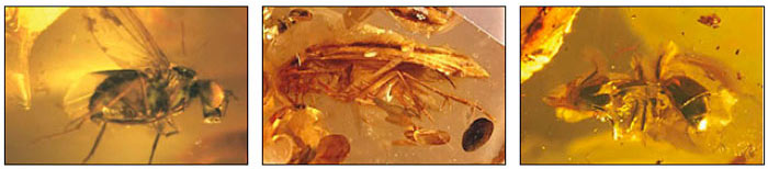 amber
