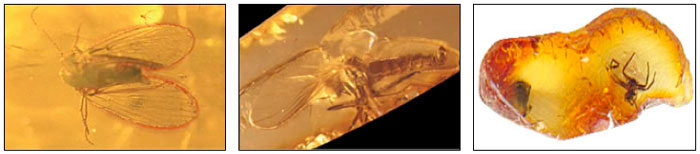 fossil