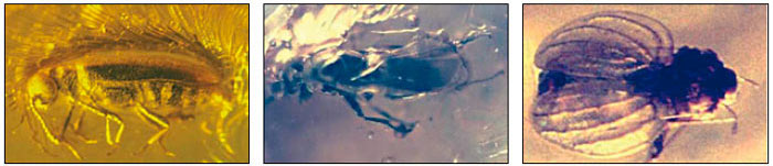 fossil