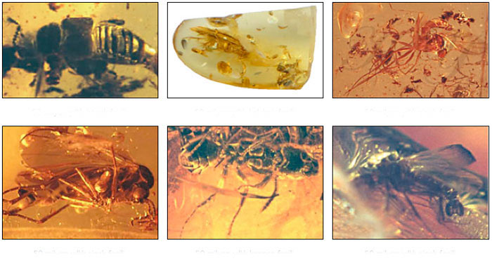 fossils