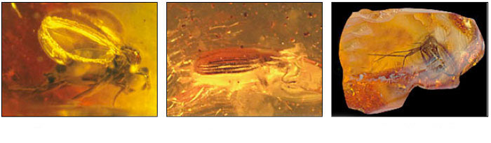 fossils