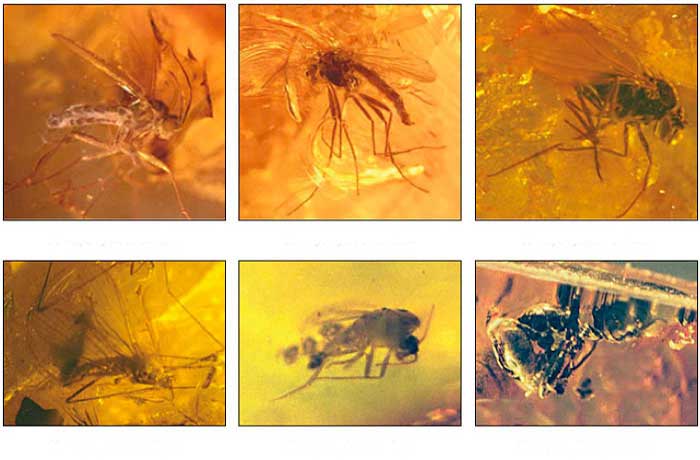 fossils