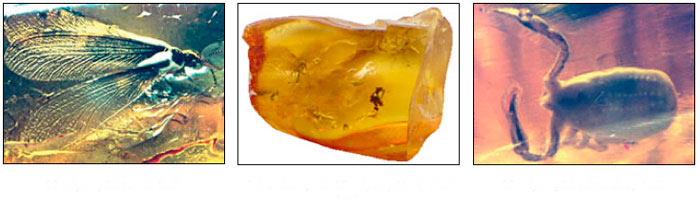 fossils