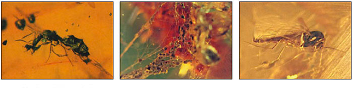 fossils