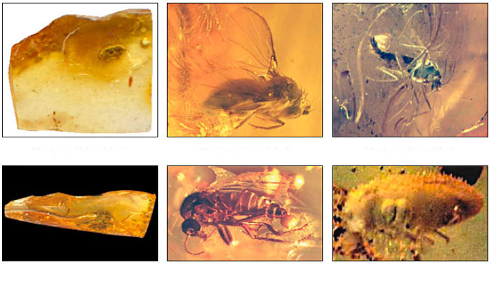 fossils