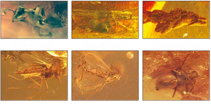 fossils