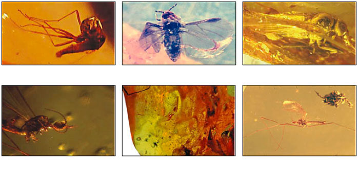 fossils