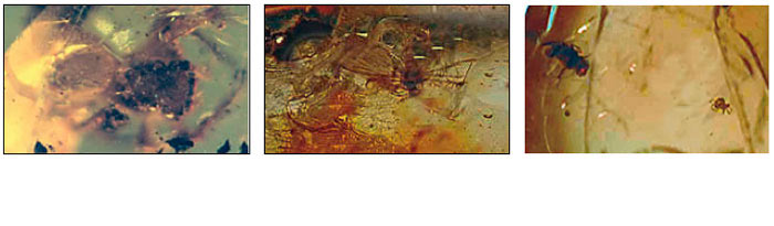 fossils