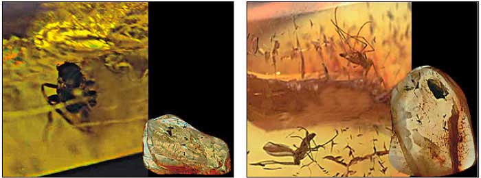 fossils