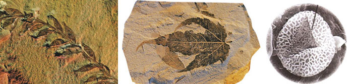 Fossilisés
