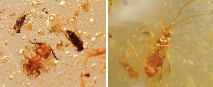 Ascalaphidae
