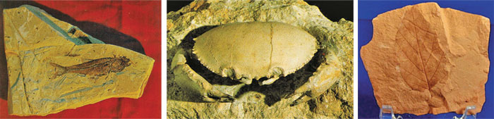 fossilisée