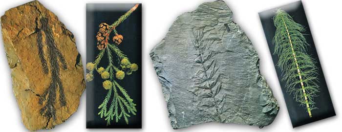 Fossilisés